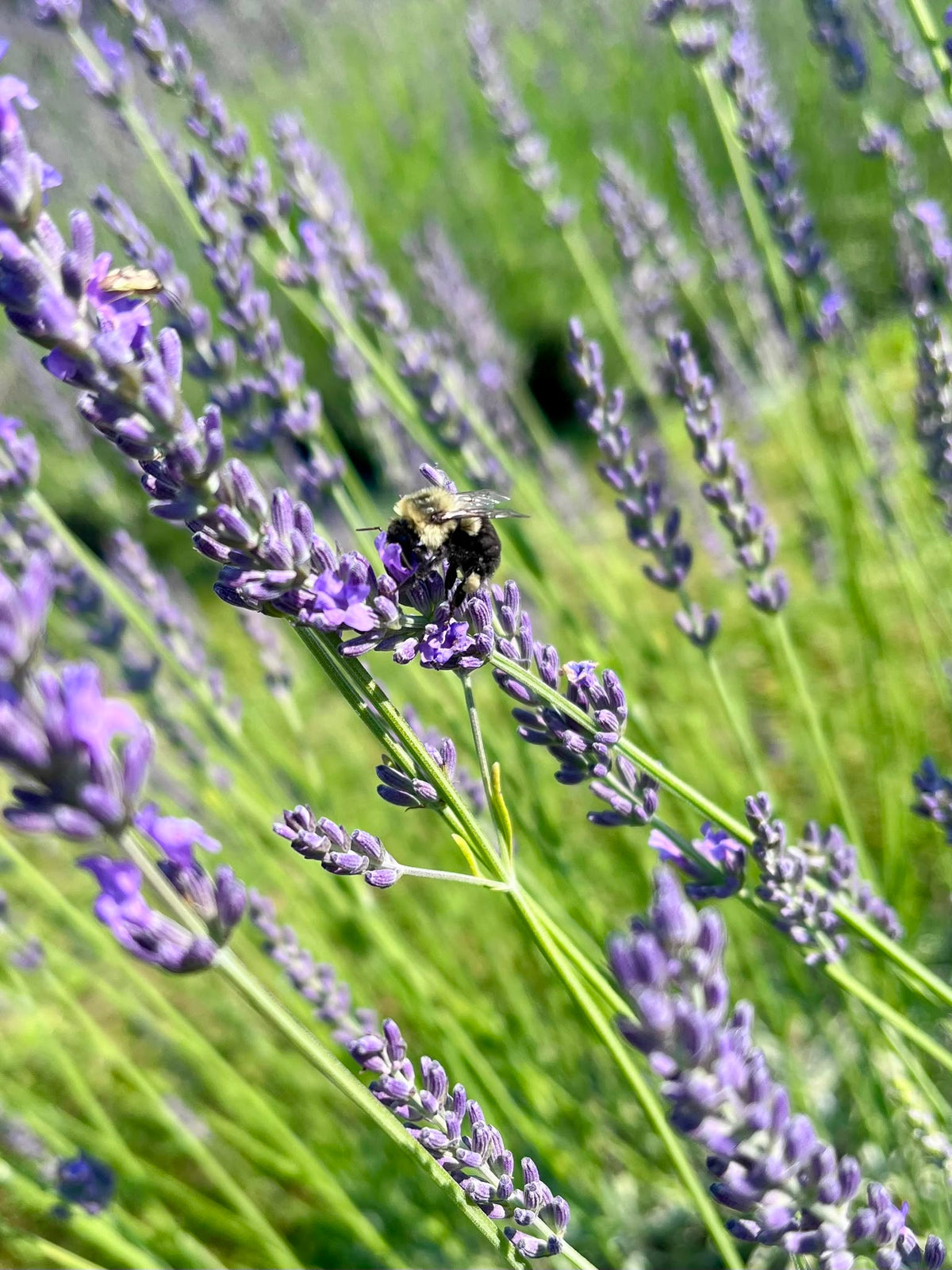 Herbs & Resins | witchchest