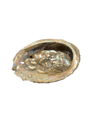 Small Abalone Shell (Green/Pink) - Witch Chest