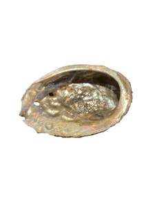 Small Abalone Shell (Green/Pink) - Witch Chest