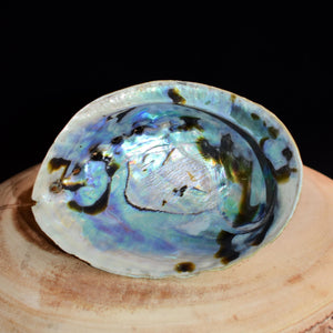 Abalone Shell - witchchest