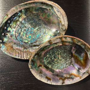 Large Abalone Shell -1 Shell - Witch Chest