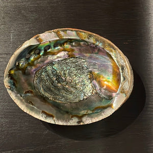 Large Abalone Shell -1 Shell - Witch Chest