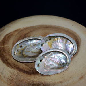Small Red Abalone Offering Shell - (1 shell) - witchchest